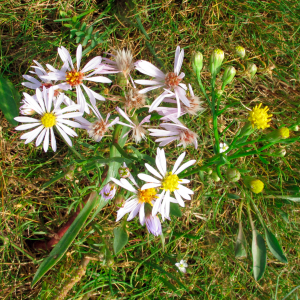 Strand-asters