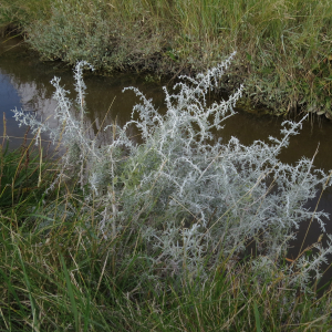 Sea wormwood