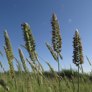 Crested dog’s-tail