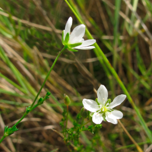 Knotted pearlwort
