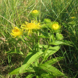 Meadow fleabane