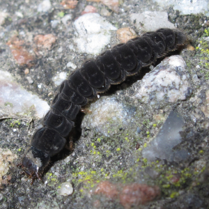 Soldier beetle larvae