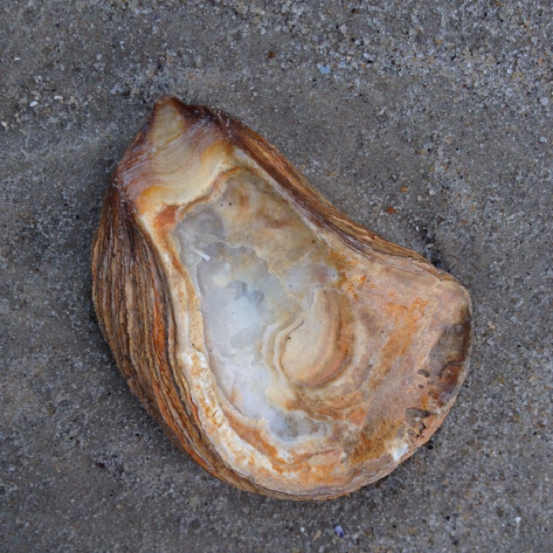 Europäische Auster (Ostrea edulis)