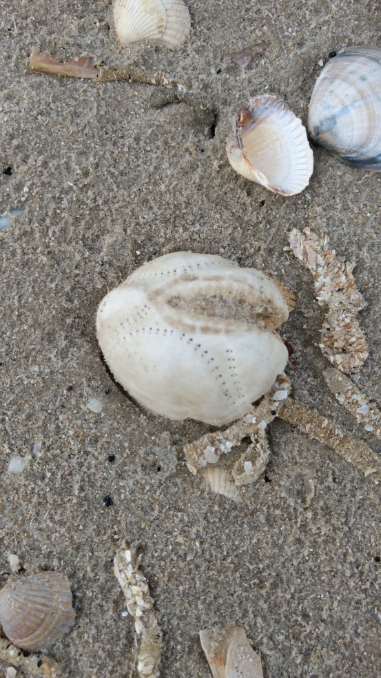 Gewöhnlicher Herzigel (Echinocardium cordatum)