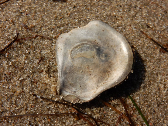 Europäische Auster (Ostrea edulis)