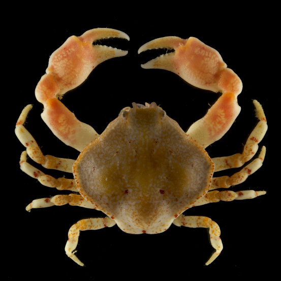 Zehnfukrebse (Decapoda)
