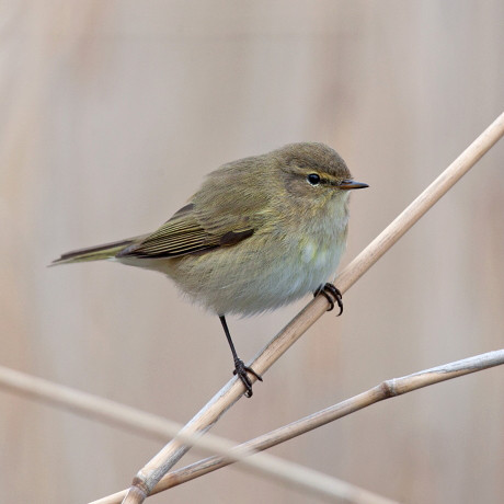 Dunnschnabel Singvogel