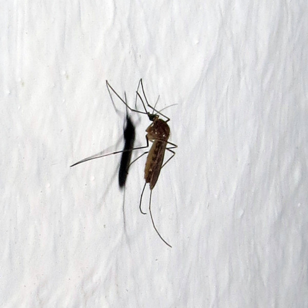 Stechmücken (Culicidae gen spec)