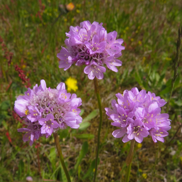 Grasnelke (Armeria maritima)