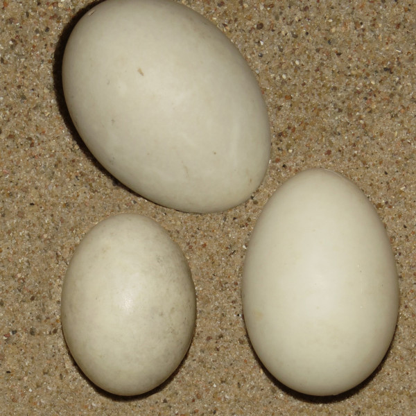 Enteneier & Großvögel