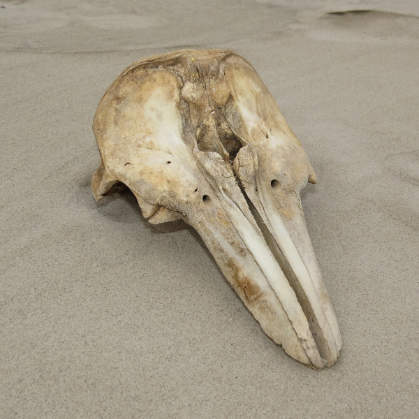 Skull and jaw bones Skull and jaw bones