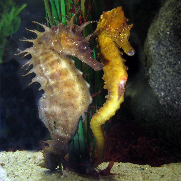 Sonderbare Fische