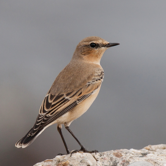 Dunnschnabel Singvogel