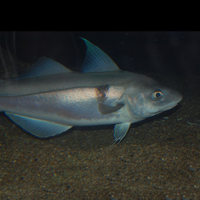Haddock (Melanogrammus aeglefinus)