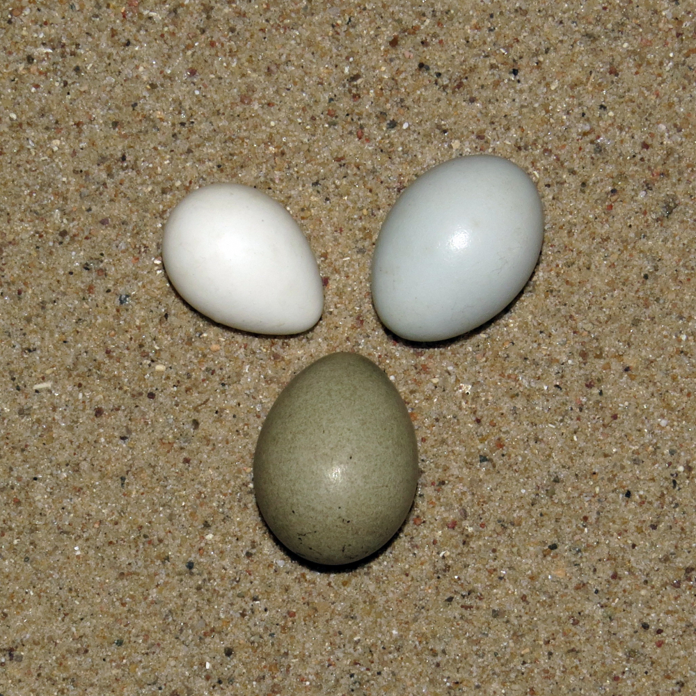 Eier