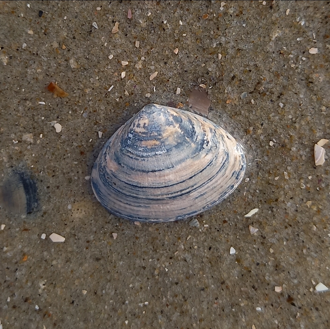 Spisula elliptica von einer meiner Beachexplorermeldungen