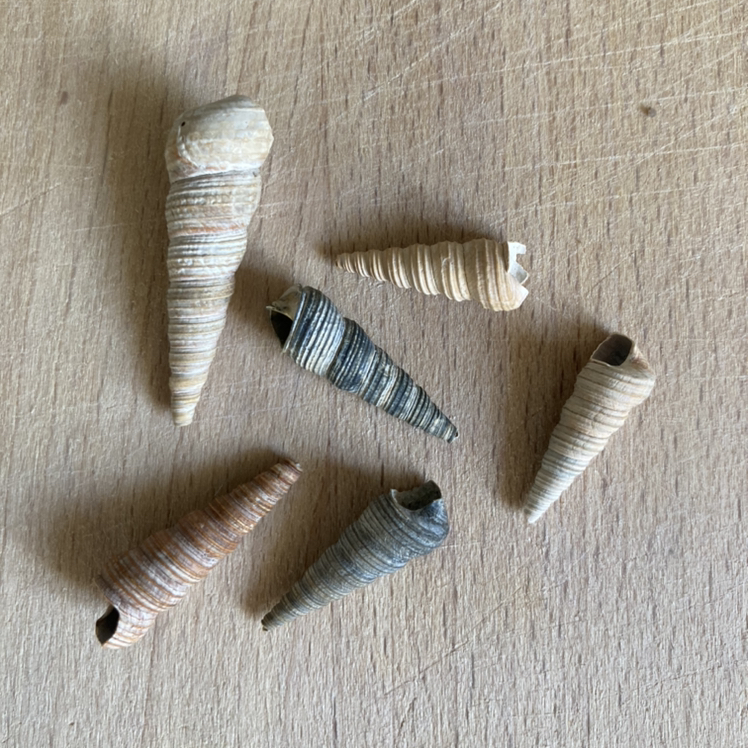 Penhoorn (Turritella communis)