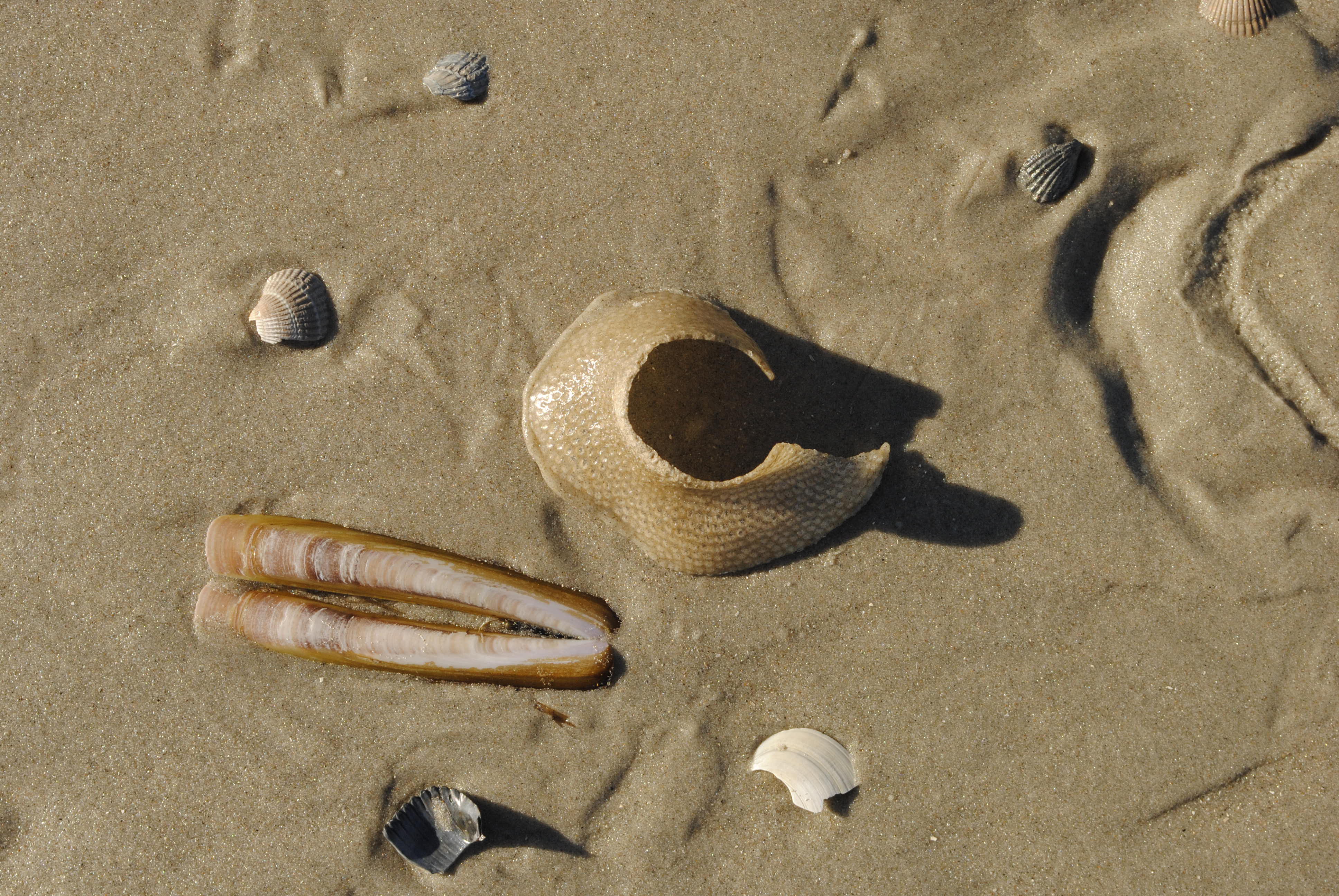 Moon snail eggs (Euspira (eggs))