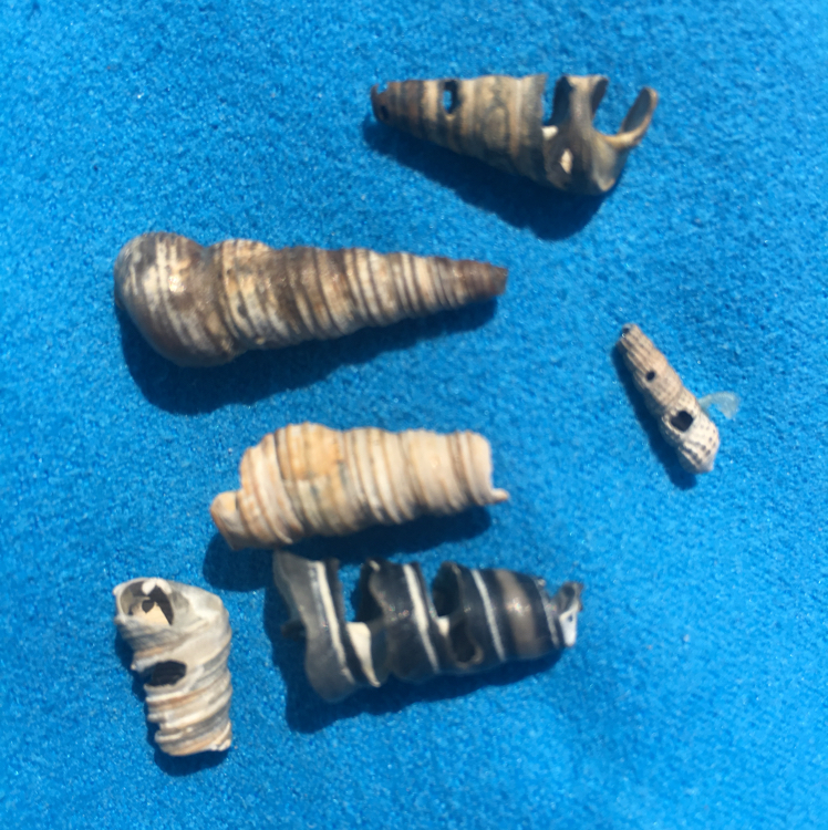 Turmschnecke (Turritella communis)