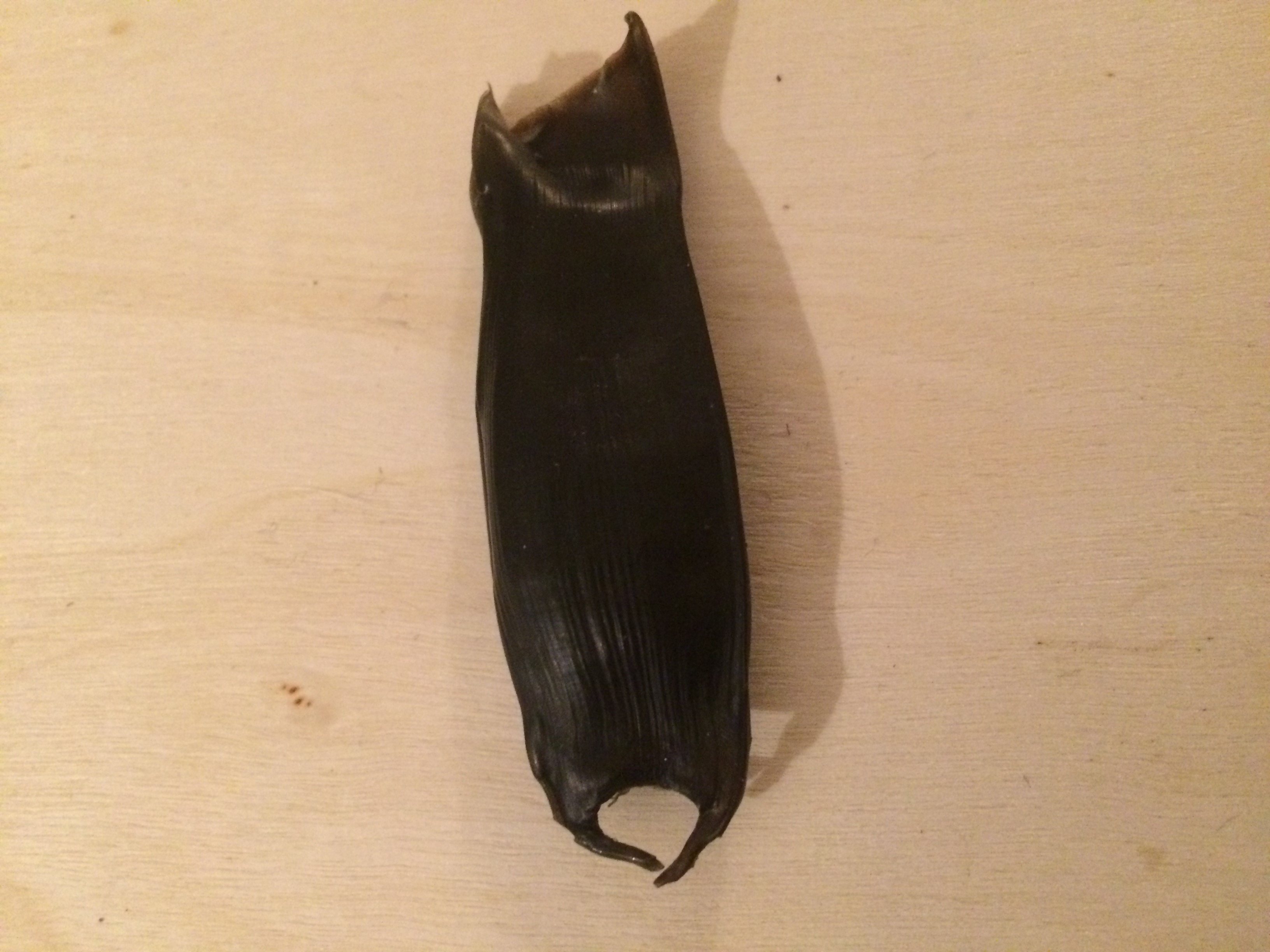 Blackmouthed dogfish egg case (Galeus melastomus (eggs))