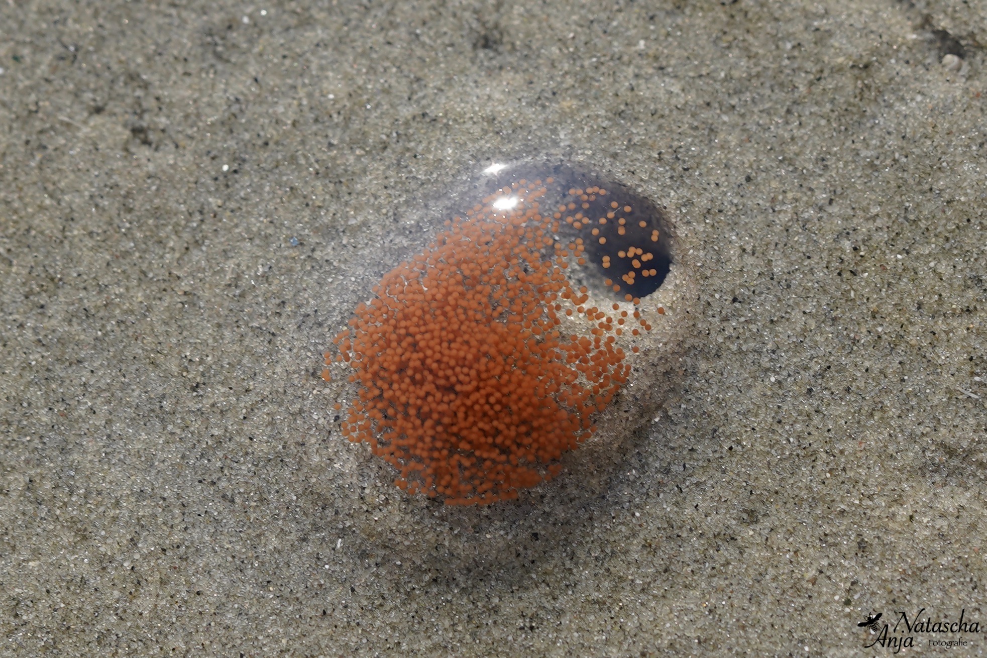 Red thread worm eggs (Heteromastus filiformis (eggs))