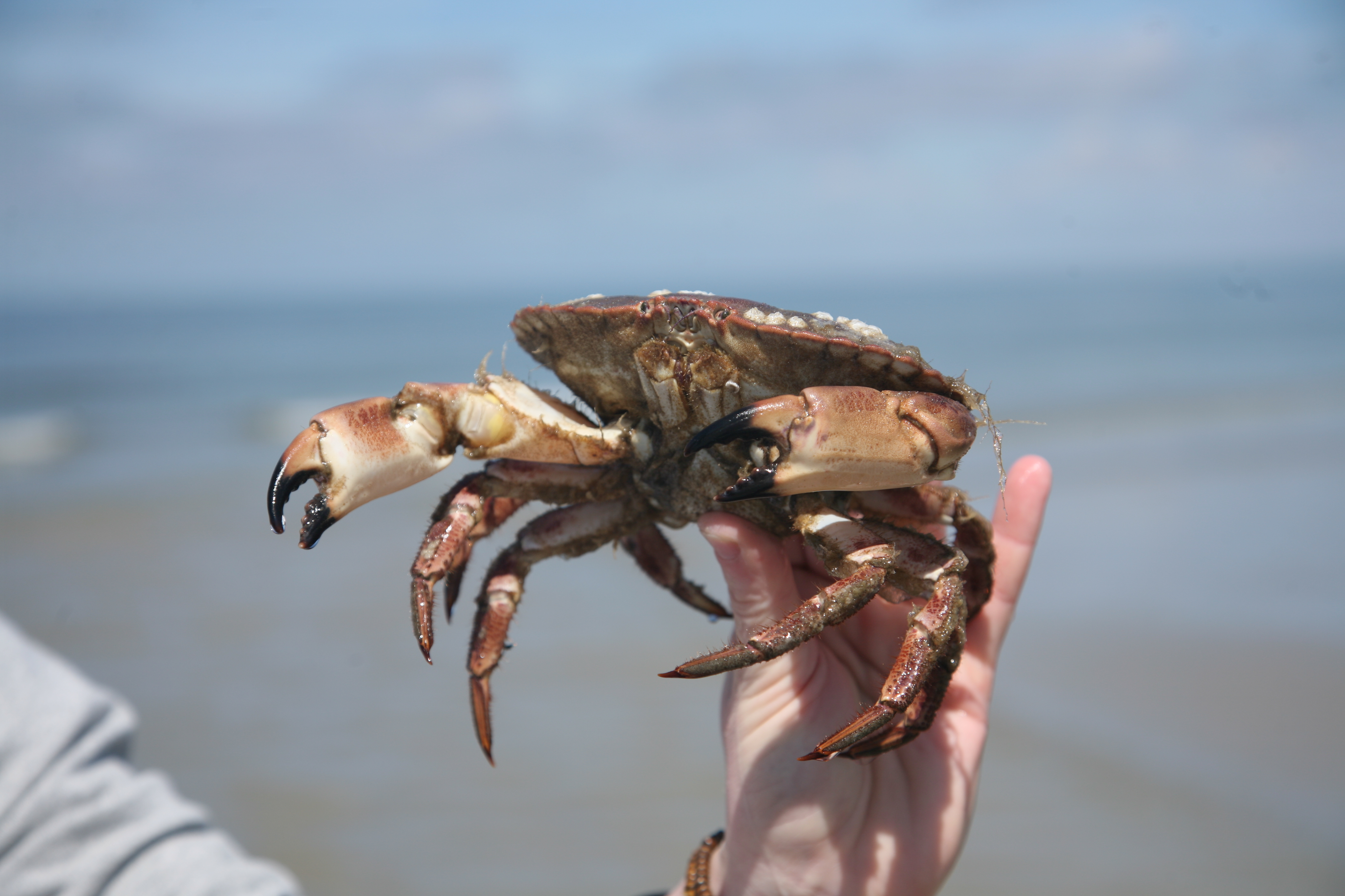 Taschenkrebs (Cancer pagurus)