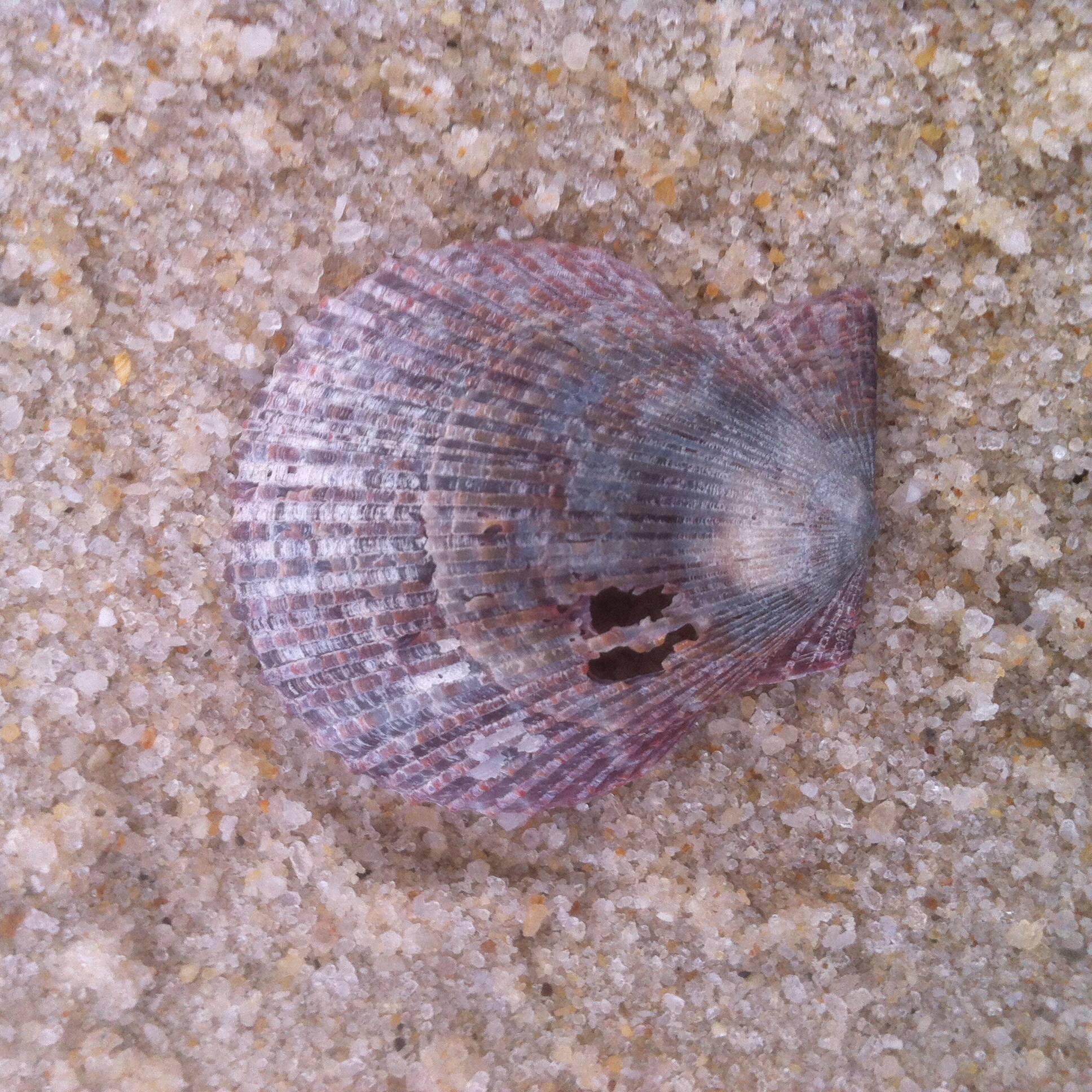 Getigerte Kammmuschel (Palliolum tigerinum)