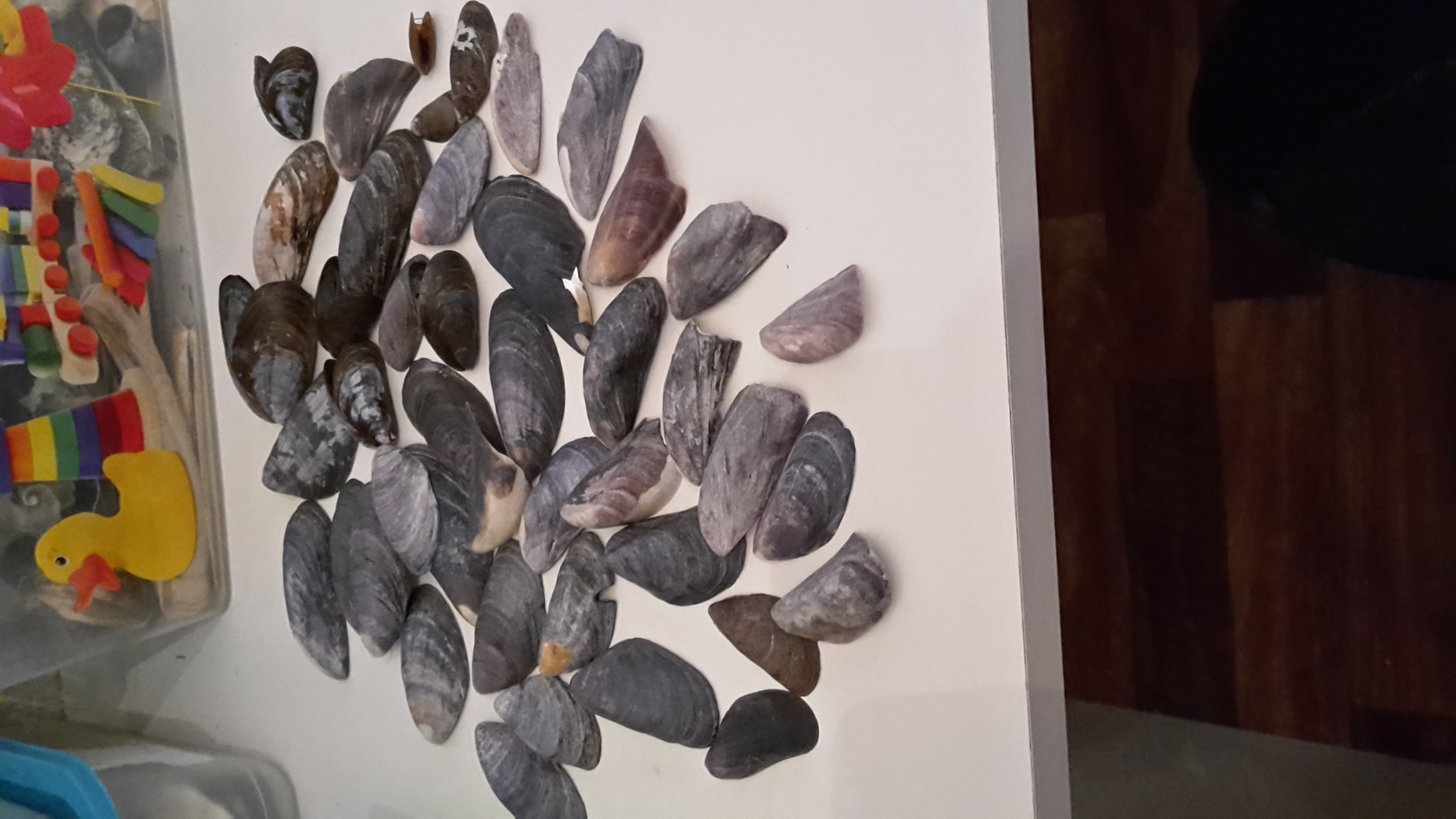 Miesmuschel (Mytilus edulis)