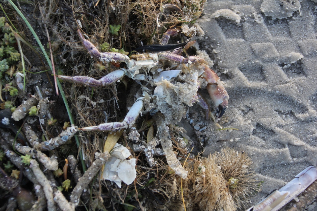 Taschenkrebs (Cancer pagurus)