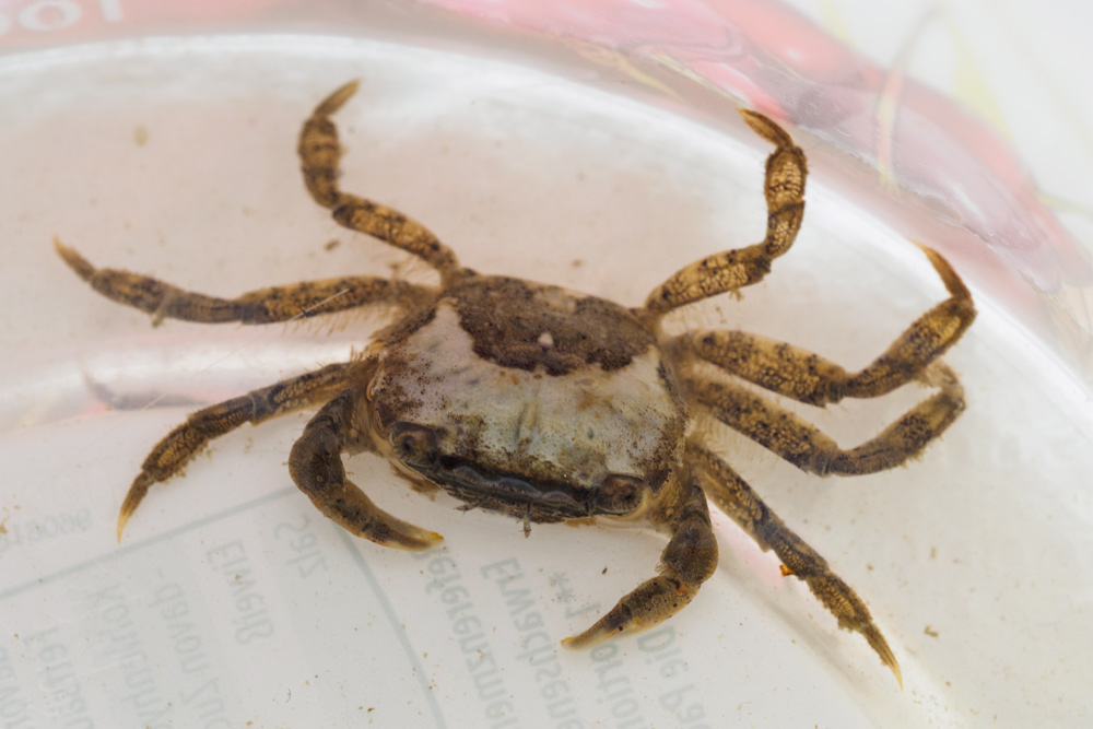 PinselFelsenkrabbe (Hemigrapsus takanoi)