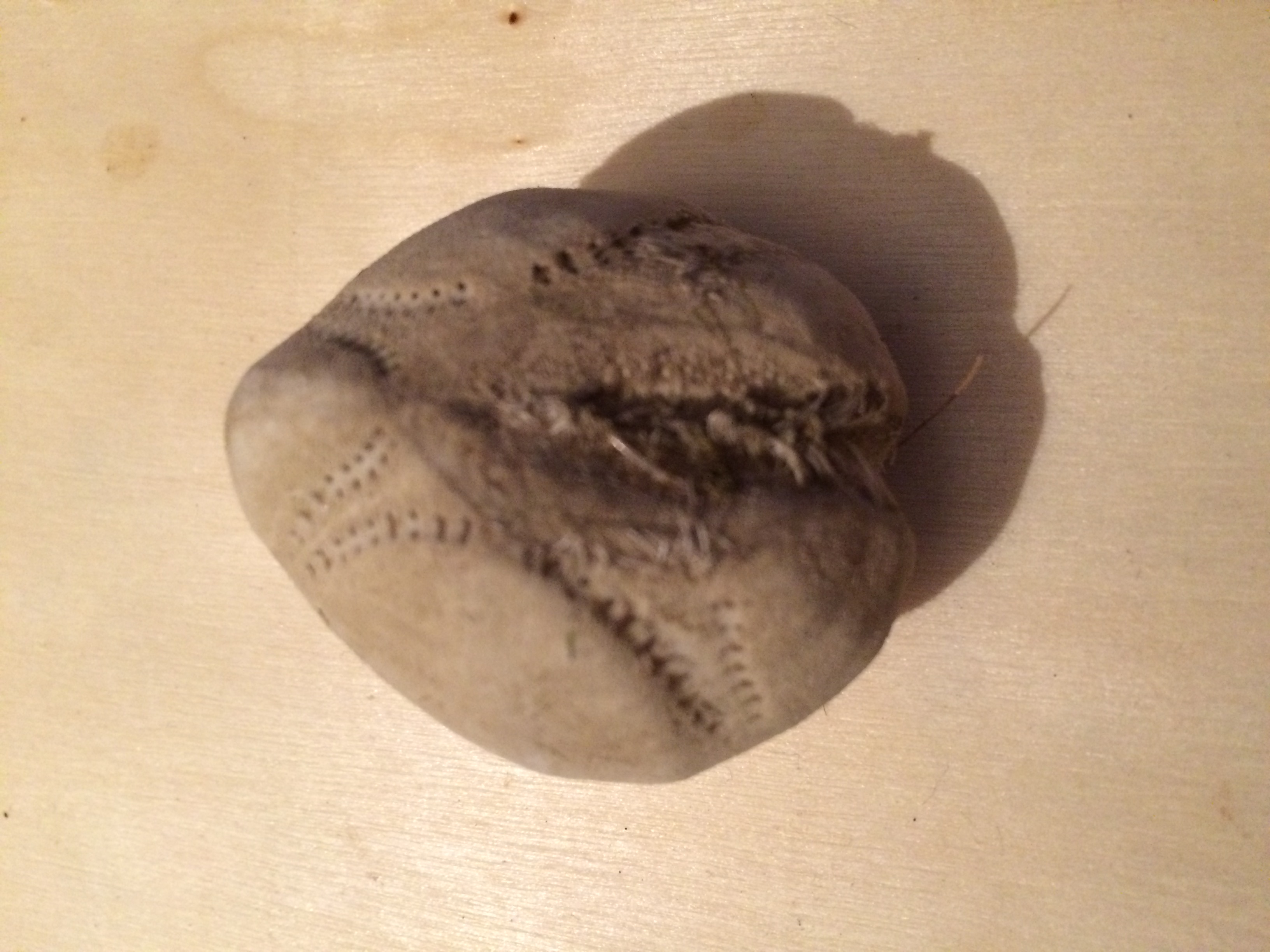 Gewöhnlicher Herzigel (Echinocardium cordatum)