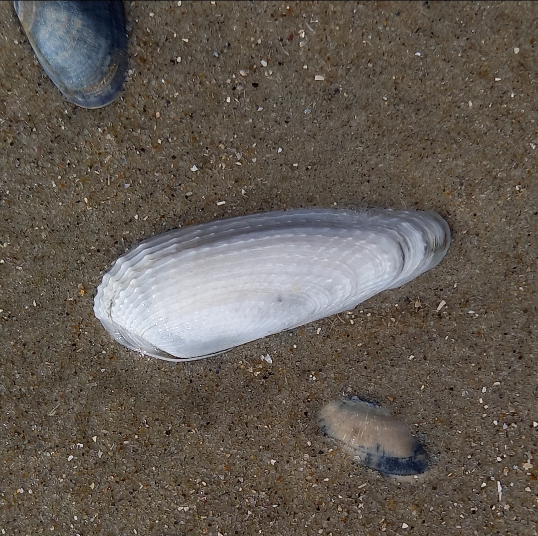 Barnea candida von einer meiner Beachexploreermeldungen
