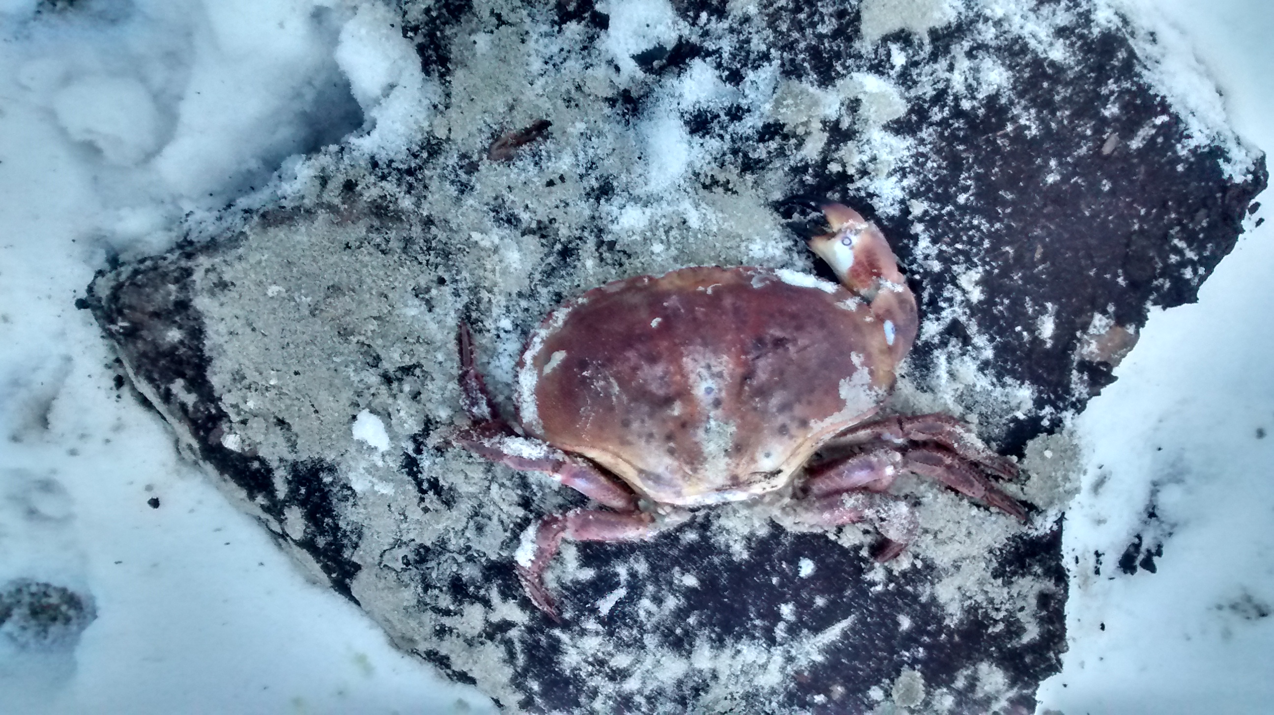 Taschenkrebs (Cancer pagurus)