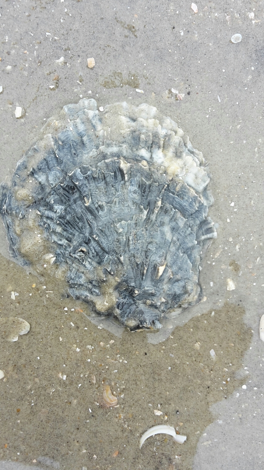 Europäische Auster (Ostrea edulis)