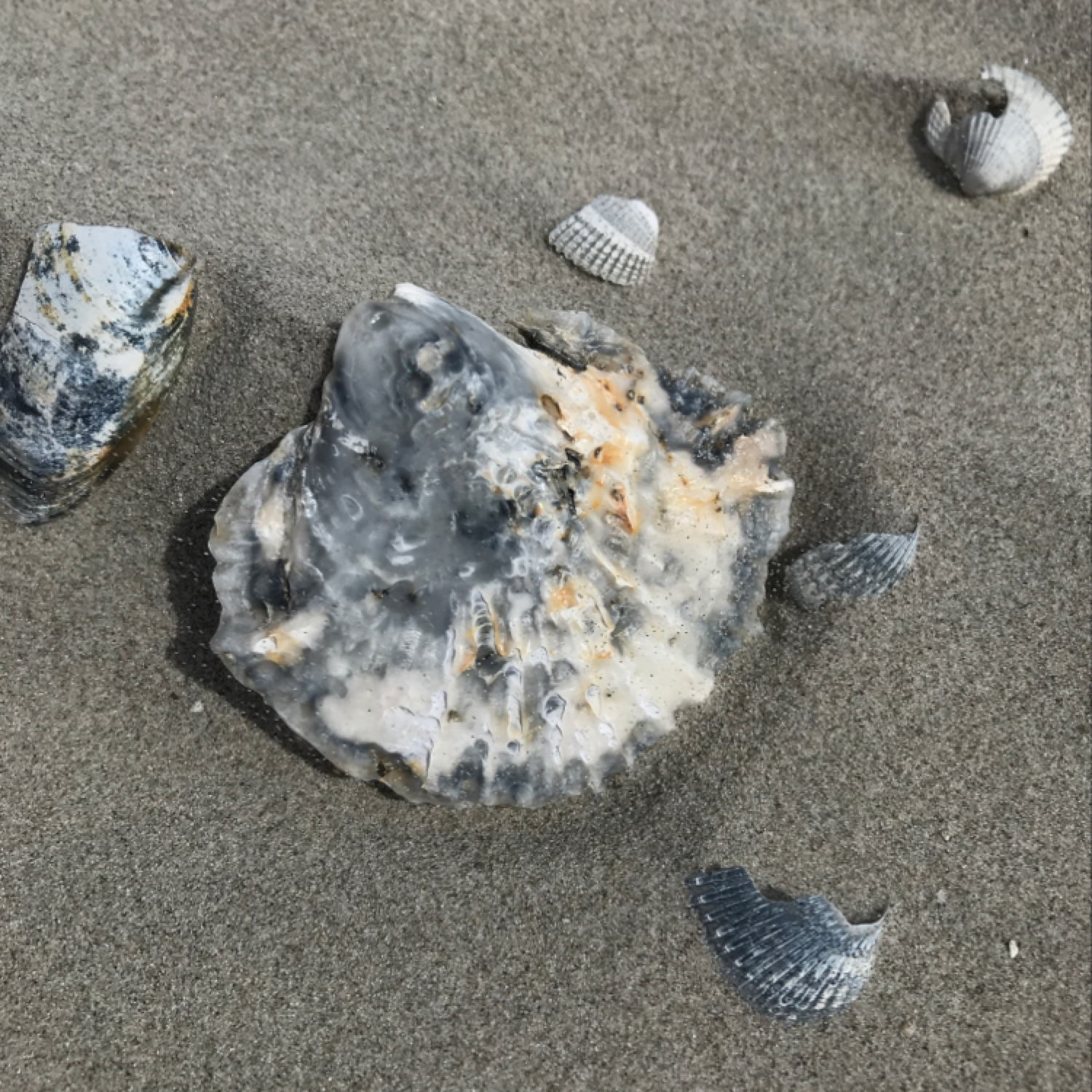 Europäische Auster (Ostrea edulis)