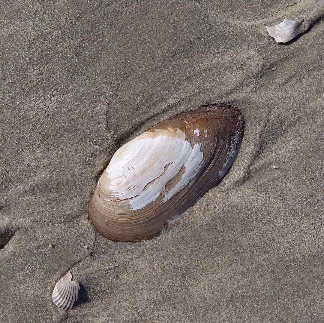 Lutraria lutraria von einer meiner Beachexploreermeldungen