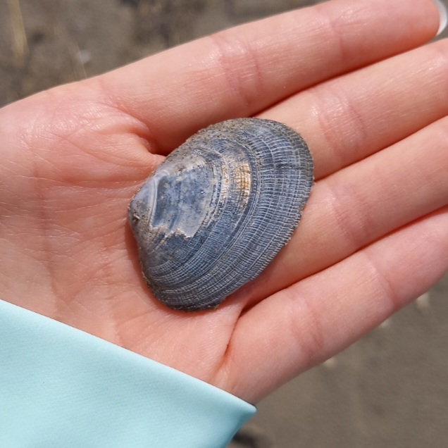 Ruditapes decussatus von einer meiner Beachexplorermeldungen