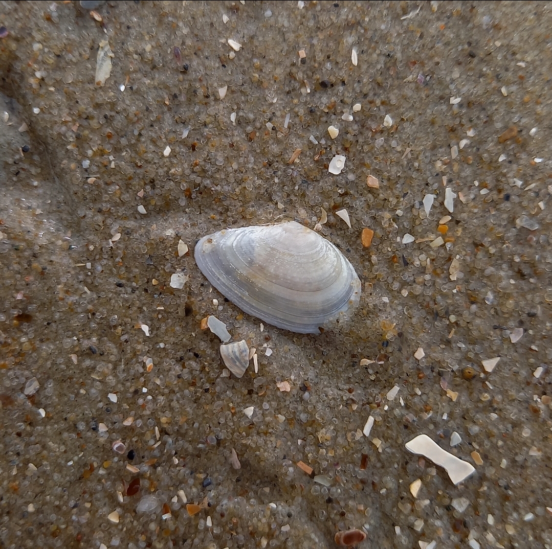 Fabulina fabula von einer meiner Beachexploreermeldungen