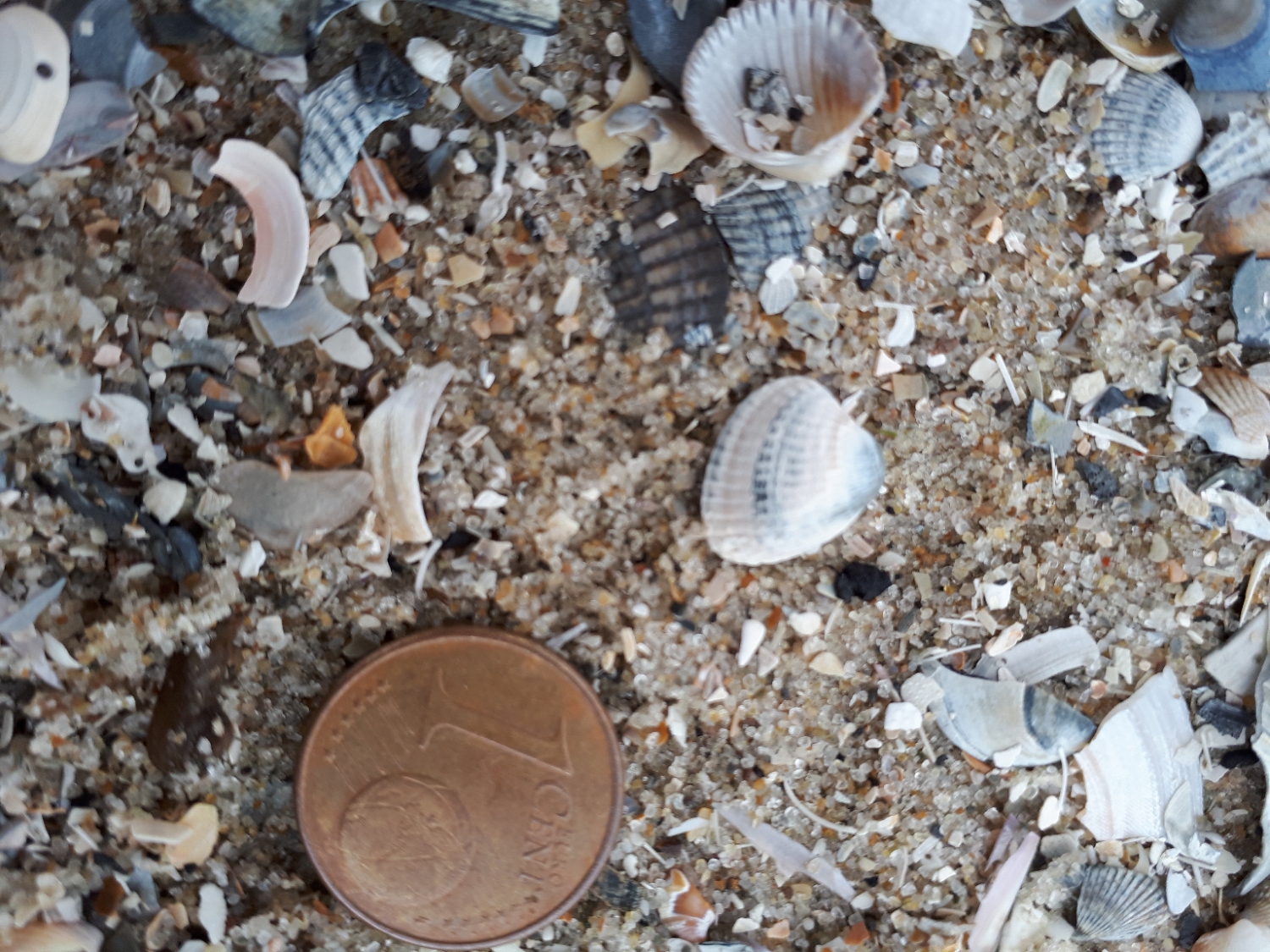 Parvicardium exiguum vom Juister Hauptstrand 2021