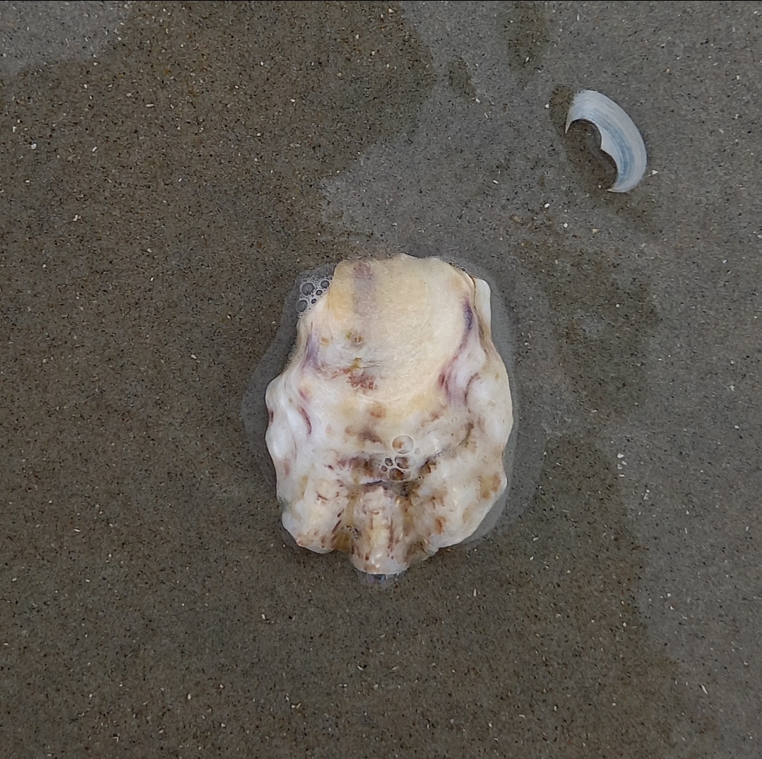 Magallana gigas von einer meiner Beachexplorermeldungen