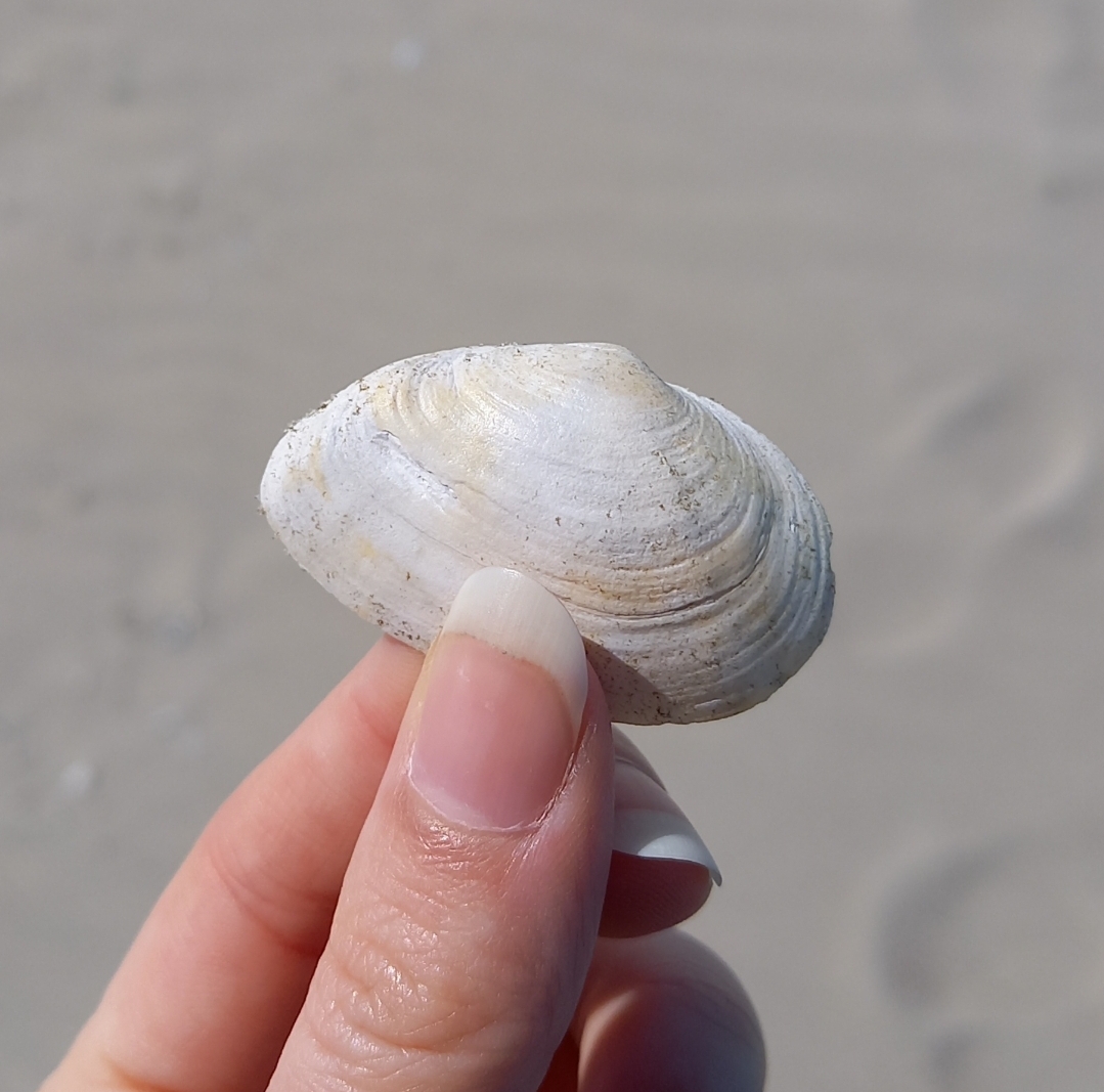 Kleine Mya arenaria vom Juister Hauptstrand 2024