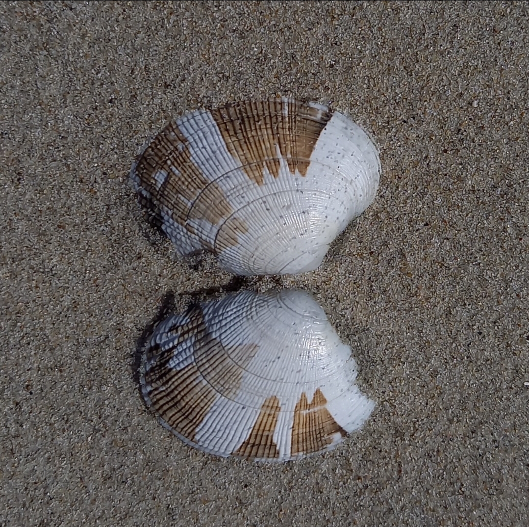 Ruditapes philippinarum von einer meiner Beachexplorermeldungen