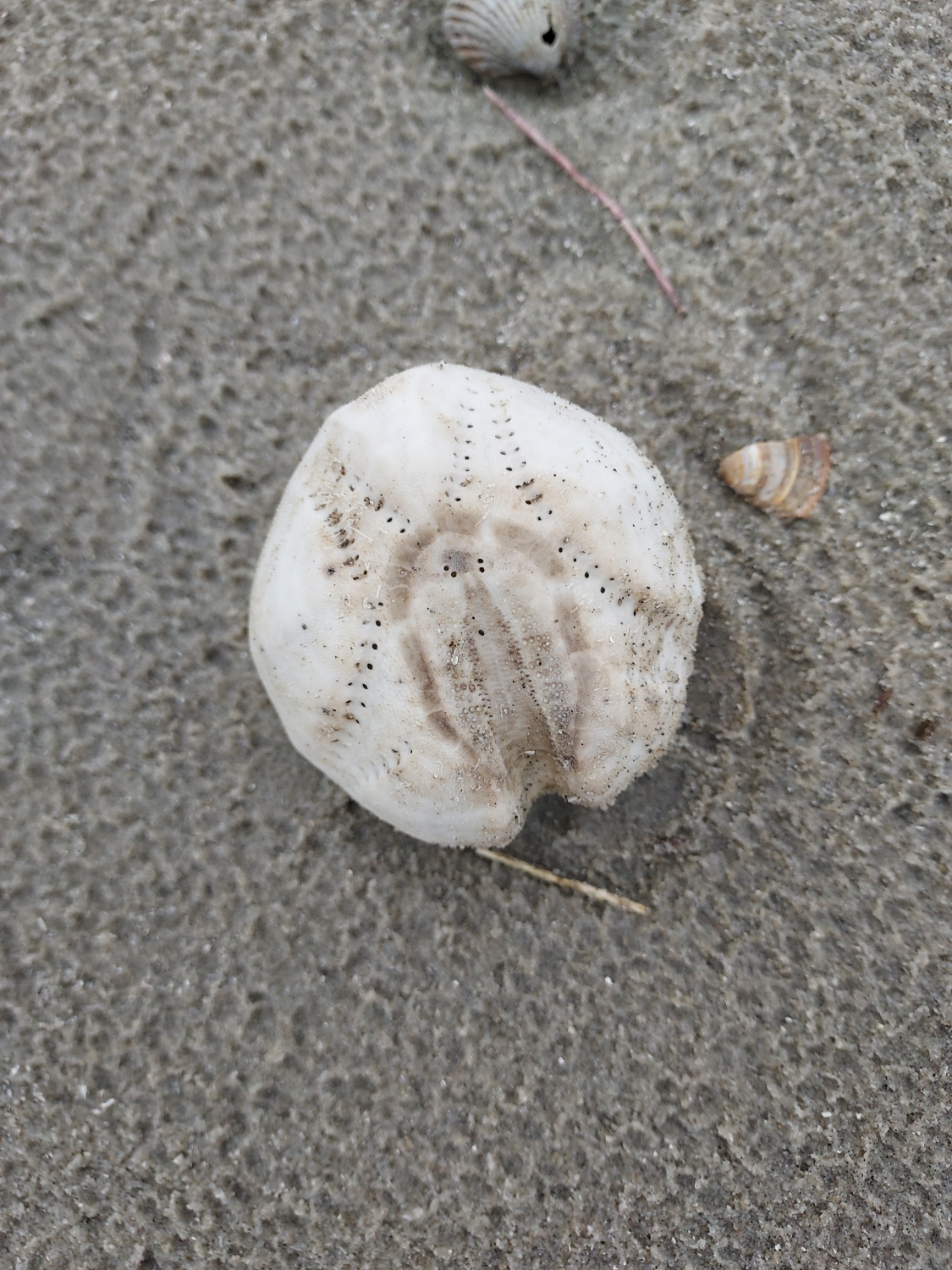 Gewöhnlicher Herzigel (Echinocardium cordatum)