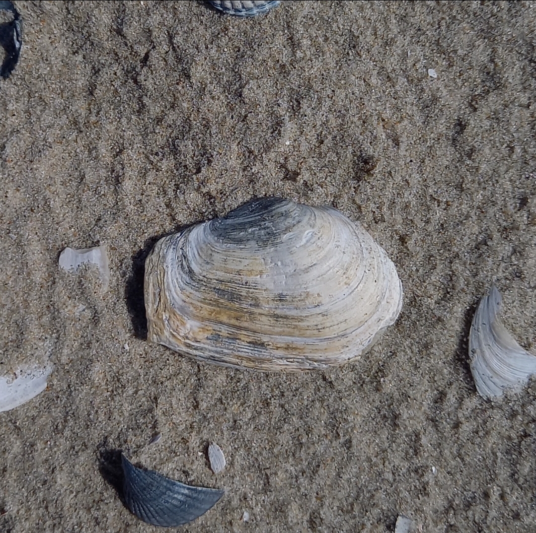 Mya truncata von einer meiner Beachexploreermeldungen