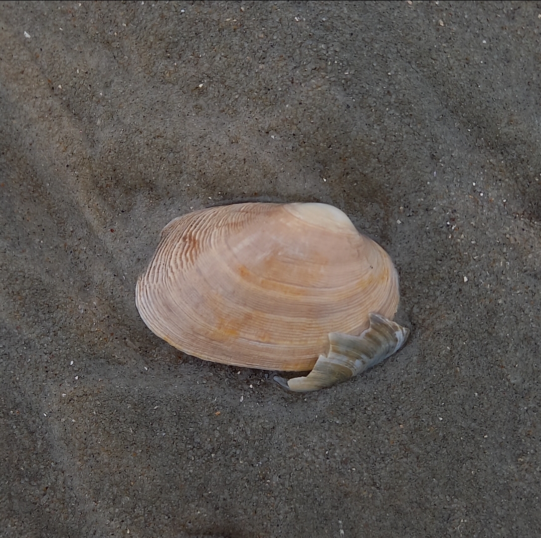 Venerupis corrugata von einer meiner Beachexplorermeldungen