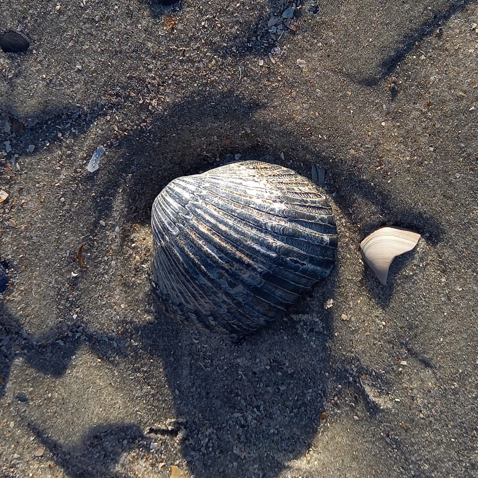 Acanthocardia tuberculata vom Loogstrand Dezember 2025