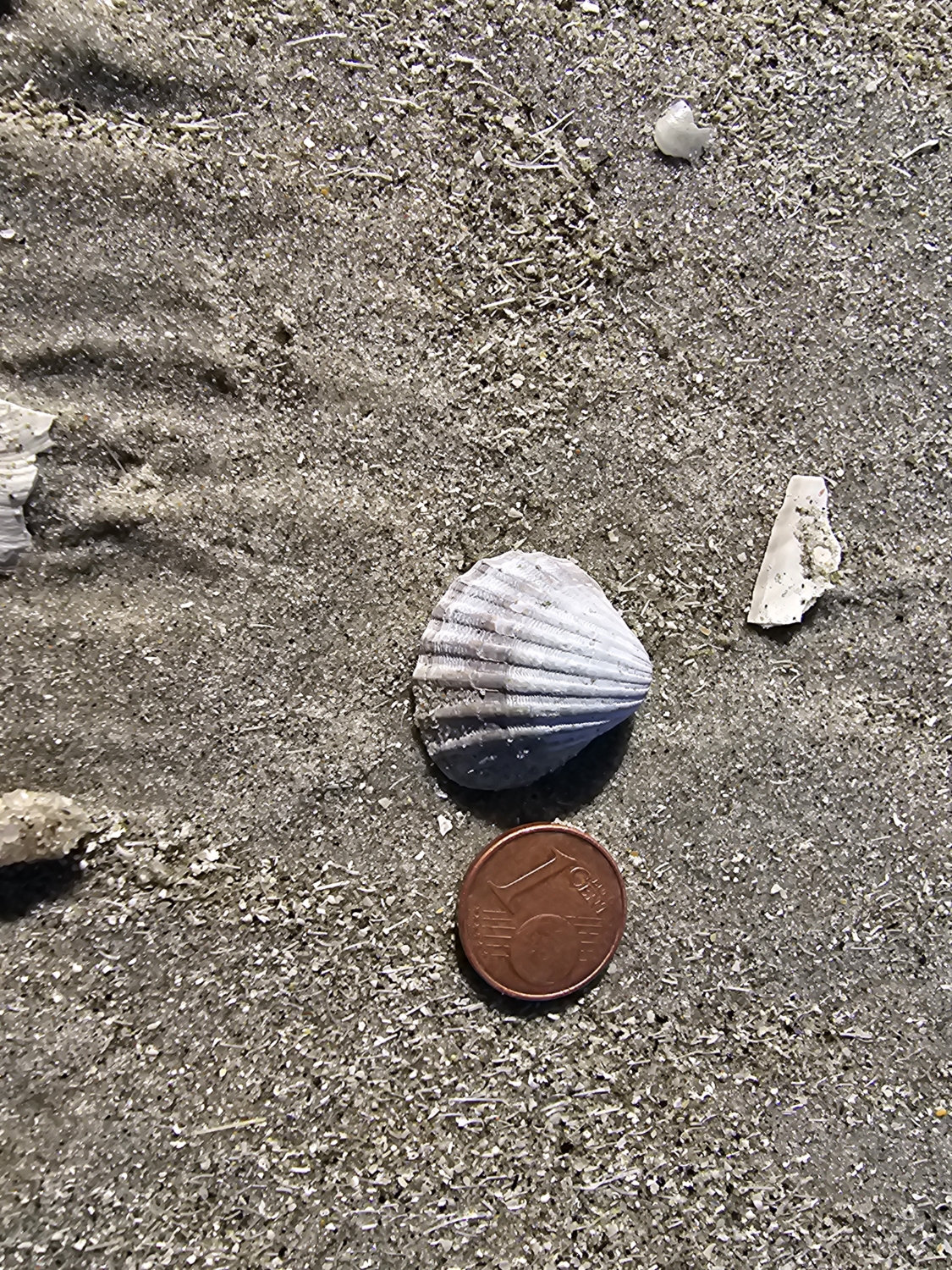 Acanthocardia paucicostata von einer Beachexplorermeldung meiner Mutter