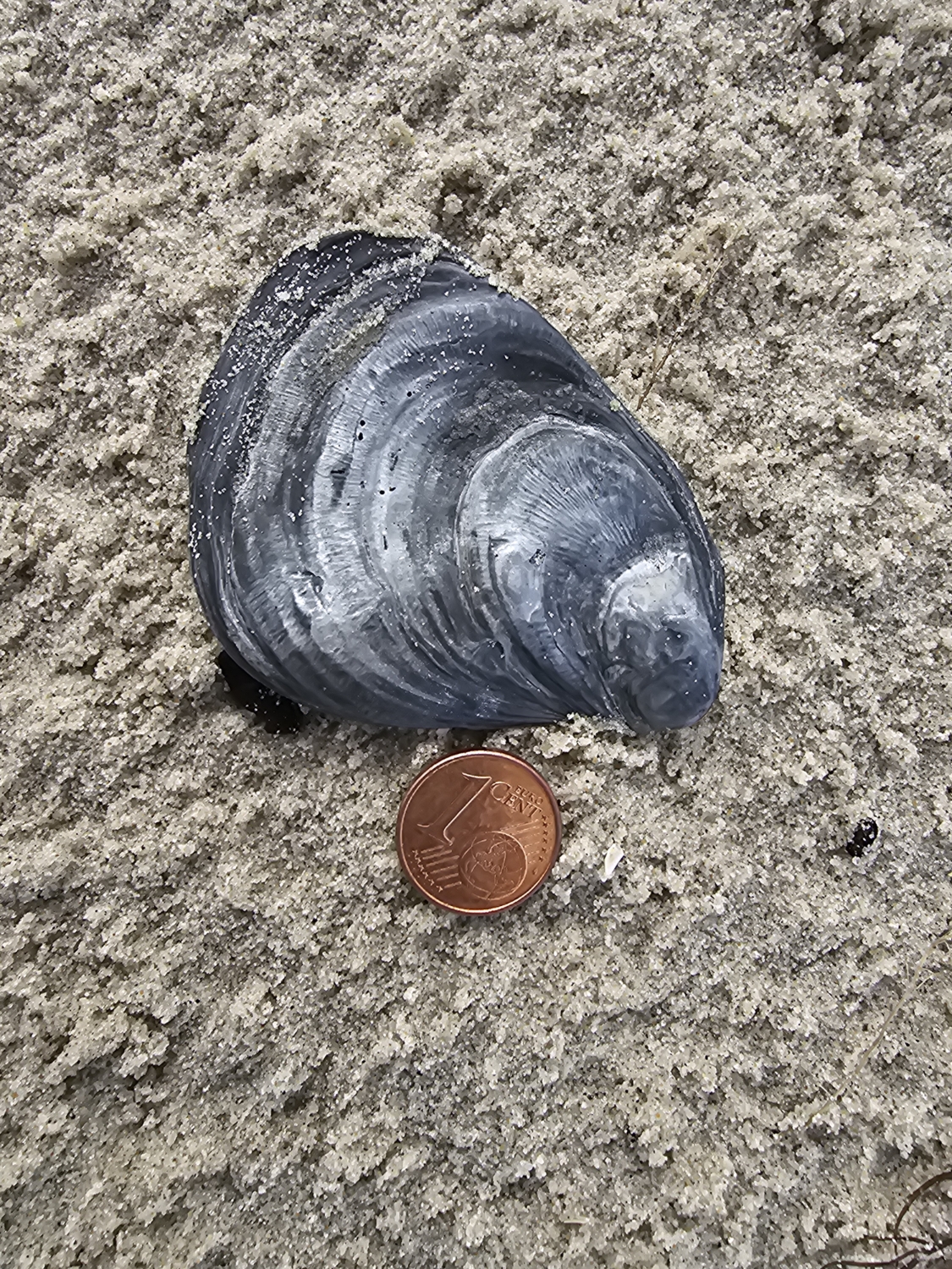 Ostrea edulis von einer Beachexplorermeldung meiner Mutter