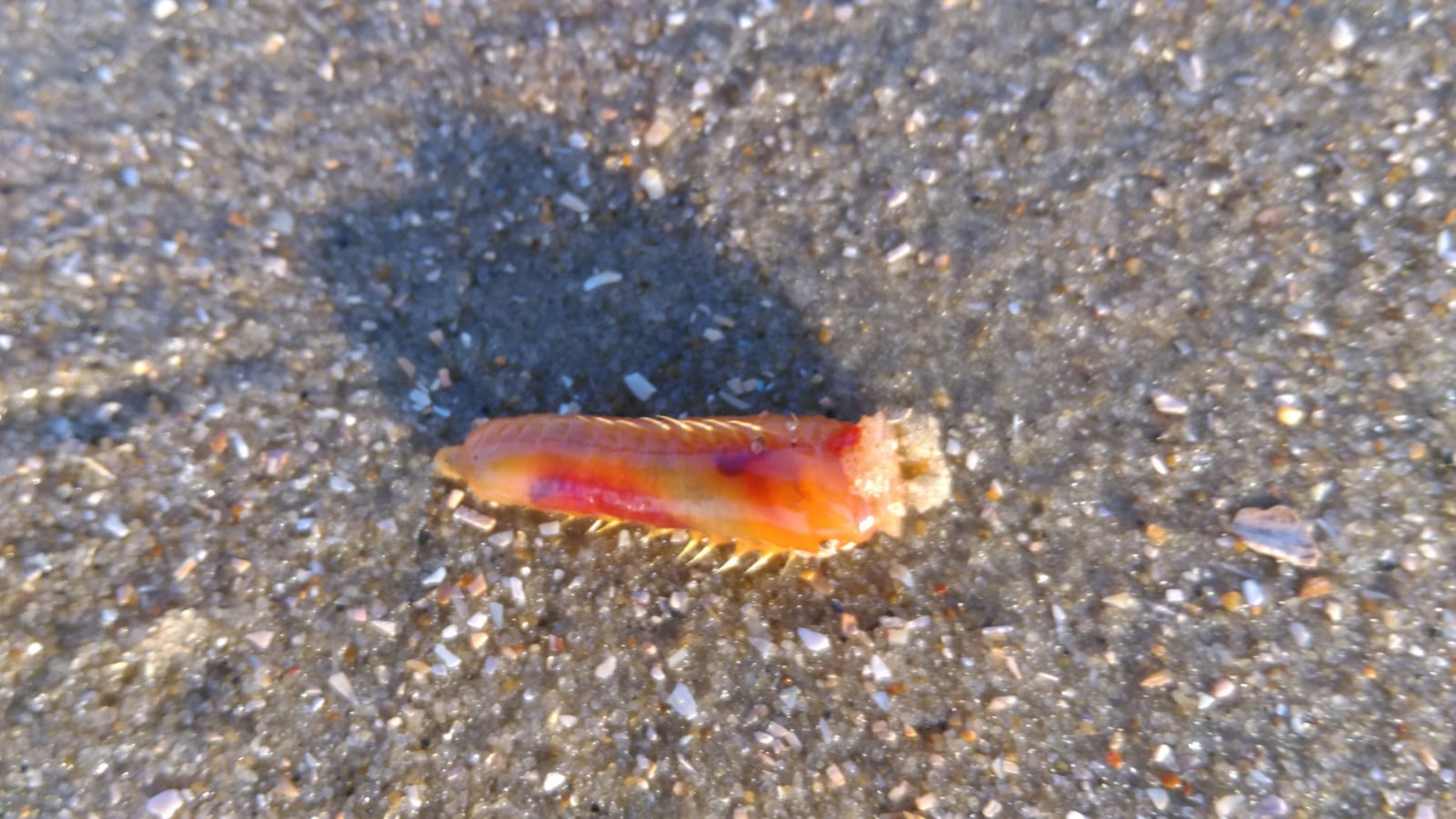 Ayolning ham mushuki, ham siki bor