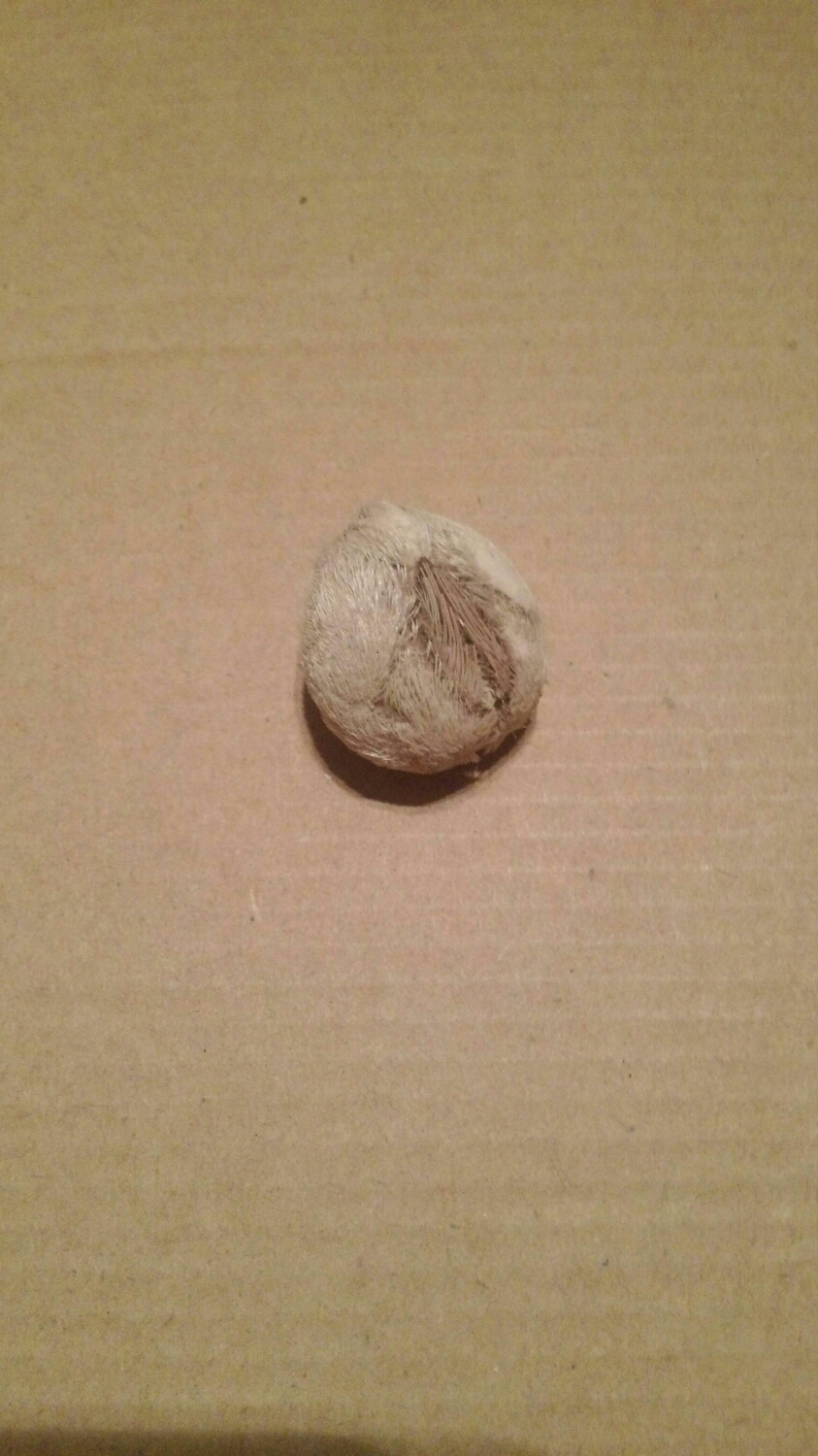 Gewöhnlicher Herzigel (Echinocardium cordatum)